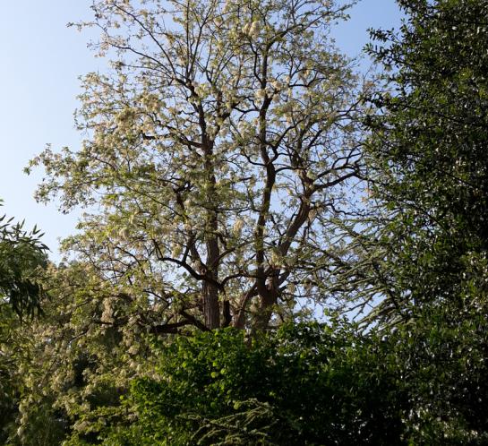 Bienvenue dans mon jardin / Le jardin d'Aponia